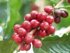 green coffee beans - cherries